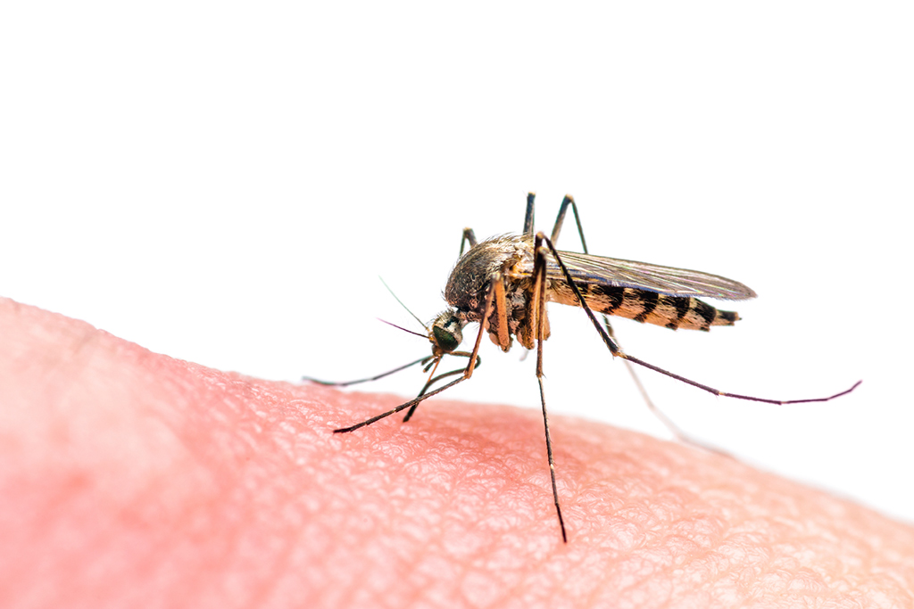 aedes-2